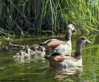 Famille d’oies du Nil