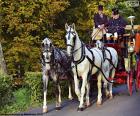 Belle calèche tirée par quatre chevaux