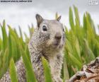 Tête d’écureuil