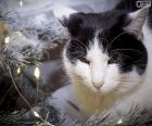 Un chat près de l’arbre fête Noël