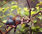 Couple d’oiseaux