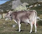 Vache en haute montagne