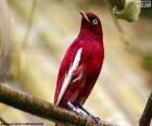 Mâle cotinga pompadour, espèces d’oiseaux indigènes du bassin amazonien et les forêts tropicales d’Amérique du Sud