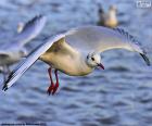 Mouette en vol