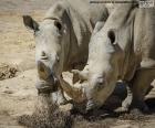 Rhino manger