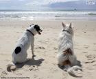 Deux chiens sur la plage