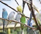 Un groupe de perroquets dans les branches d’un arbre