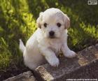 Chiot Shih-poo