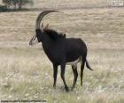 L'antilope noir est un animal de grande taille avec une vue, l’ouïe et l’odorat très raffiné, vivre dans les grandes savanes africaines