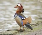 Canard mandarin