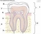 Les dents sont l'une des parties les plus importantes que notre corps a. Ils sont à l'intérieur de nos bouches et nous les utilisons surtout pour mâcher, écraser, la nourriture que nous mangeons