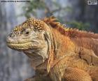 L'Iguane terrestre des Galapagos