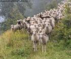 Troupeau de moutons