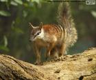 Le numbat est un petit mammifère en voie de disparition