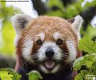 Visage panda roux