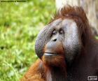 Visage d'un orang-outan mâle