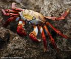 Un gros, joli crabe des îles Galapagos