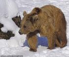 Ours brun sur la neige