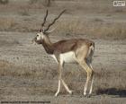 Le blackbuck, également connu sous le nom d’antilope indienne, est une antilope trouvée en Inde, au Népal et au Pakistan