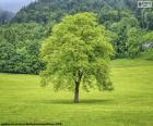 Un arbre dans la pré