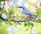 Oiseau bleu de ciel