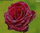 Rouge rose