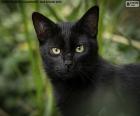 Visage noir de chat