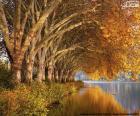 Arbres par le lac en automne