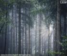 Une forêt dense de grands arbres