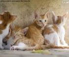 Groupe de chatons