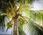 Le cocotier est un arbre fruitier tropical ressemblant à un palmier qui produit les délicieuses noix de coco