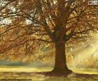 Arbre à feuilles caduques en automne