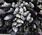 Pouce-pied et moules