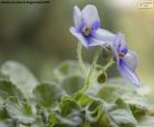 Fleurs violettes africaines