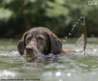 Labrador dans l’eau
