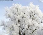 Arbre enduit de givre