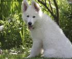 Chiot berger blanc suisse