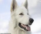 Tête berger blanc suisse