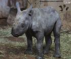 Élevage de rhinocéros noirs
