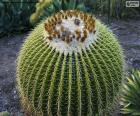 Cactus rond