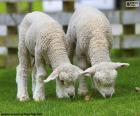 Deux moutons tendres broutant une herbe très fraîche