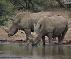 Deux grands rhinocéros blancs