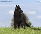 Chiot de berger belge groenendael