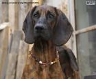 La tête de Chien de Hanovre avec des oreilles tombantes et des yeux bruns attrayants