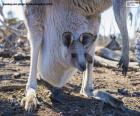 La couvée kangourou reste environ huit mois dans le marsupium