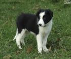 Border Collie chiot