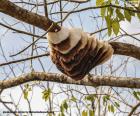 Ruche dans un arbre