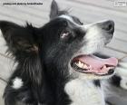 Tête de Border Collie