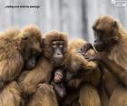 Famille des singes