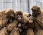 Une grande famille de singes tous proches les uns des autres